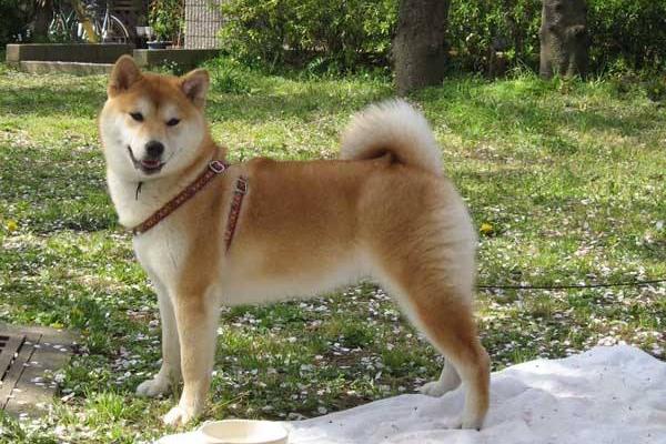 柴犬吃什么狗糧好 柴犬兇嗎