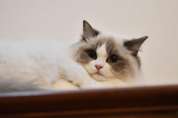 布偶貓?jiān)趺答B(yǎng) 布偶貓好養(yǎng)嗎