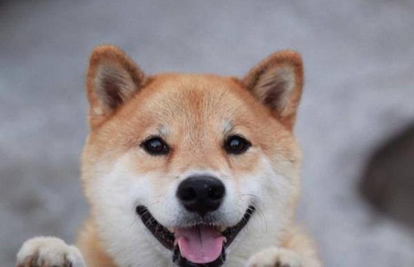 純種柴犬市場價格多少錢一只 柴犬養(yǎng)公的還是母的好