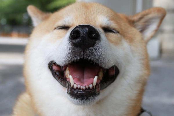 豆柴犬和柴犬的區(qū)別是什么 如何辨別柴犬和土狗