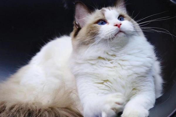 布偶貓能長多大 布偶貓一窩生幾只