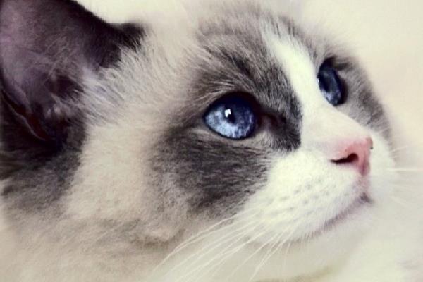 布偶貓為什么不能養(yǎng) 養(yǎng)布偶貓的壞處 養(yǎng)布偶貓最忌諱什么