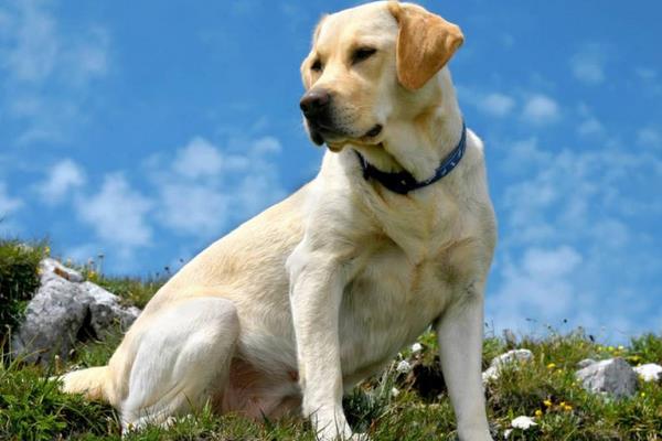 拉布拉多幾個(gè)月認(rèn)主人 拉布拉多聰明嗎