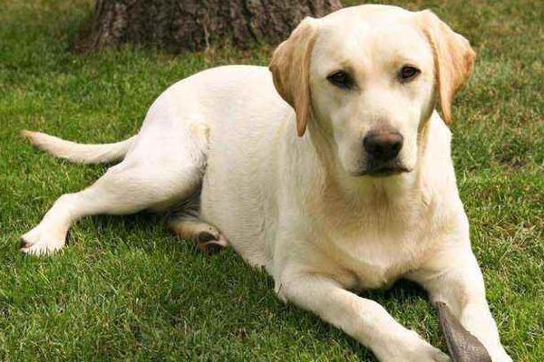 拉布拉多什么顏色好 拉布拉多是哪個(gè)國家的