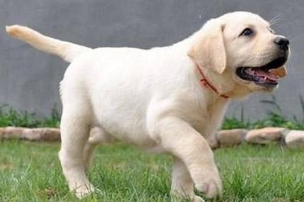 拉布拉多什么顏色好 拉布拉多是哪個(gè)國家的