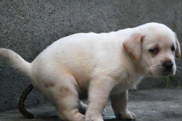 拉布拉多什么顏色好 拉布拉多是哪個(gè)國家的