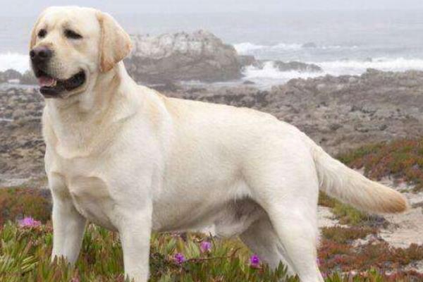 拉布拉多什么顏色好 拉布拉多是哪個(gè)國家的