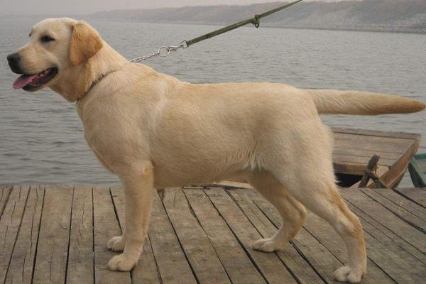 拉布拉多什么顏色好 拉布拉多是哪個(gè)國家的