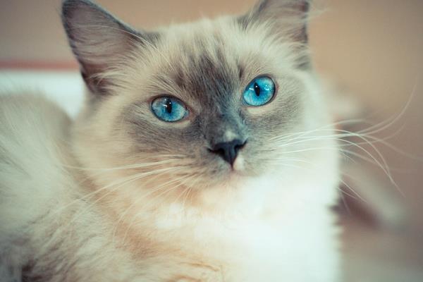 純種布偶貓市場價(jià)格多少錢一只 布偶貓價(jià)格為什么那么貴