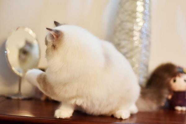 純種布偶貓市場價格多少錢一只 布偶貓價格為什么那么貴