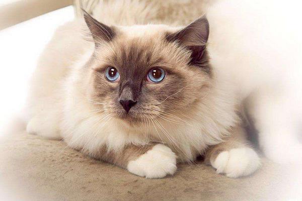 純種布偶貓市場價格多少錢一只 布偶貓價格為什么那么貴