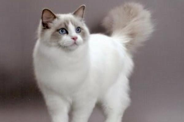 純種布偶貓市場價格多少錢一只 布偶貓價格為什么那么貴