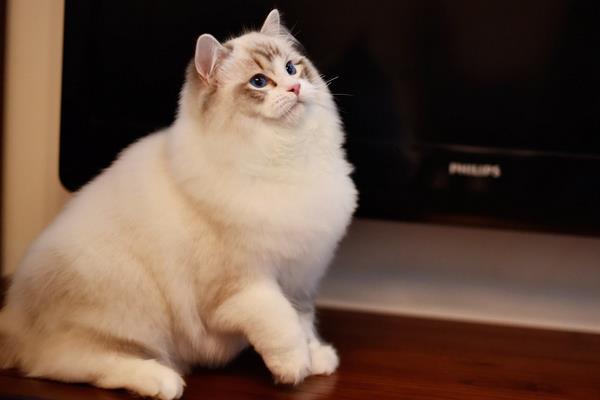 純種布偶貓市場價格多少錢一只 布偶貓價格為什么那么貴