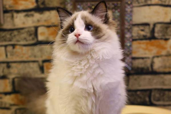 純種布偶貓市場價格多少錢一只 布偶貓價格為什么那么貴