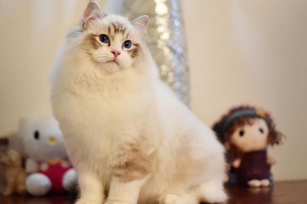 布偶貓幼崽怎么看品相 布偶貓是什么貓雜交的