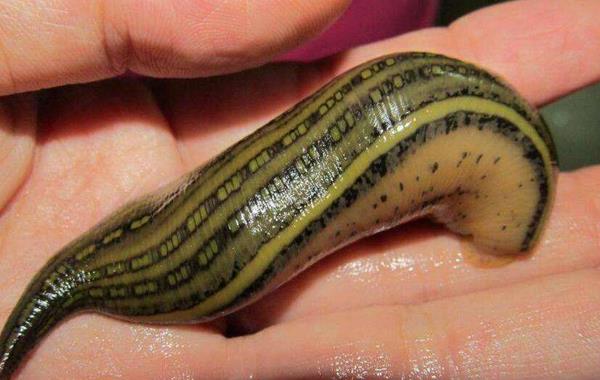 水蛭好養嗎 水蛭網箱養殖技術