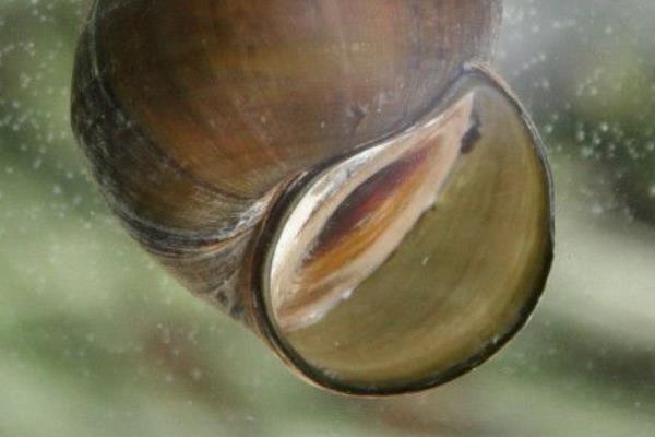 中華圓田螺市場價格多錢一斤 中華圓田螺能吃嗎