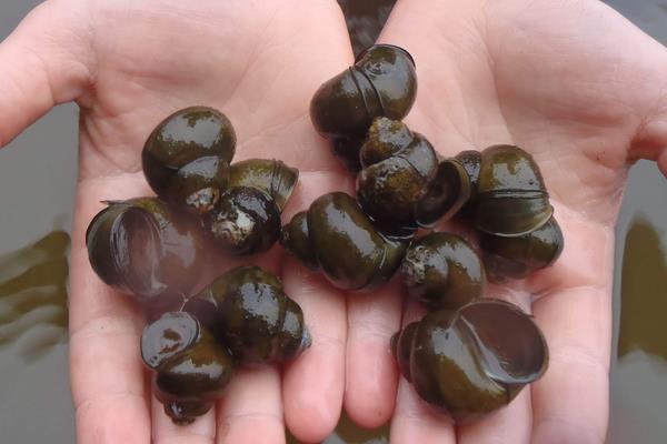 中華圓田螺市場(chǎng)價(jià)格多錢(qián)一斤 中華圓田螺能吃嗎