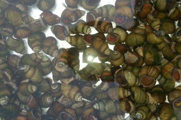 中華圓田螺市場(chǎng)價(jià)格多錢(qián)一斤 中華圓田螺能吃嗎