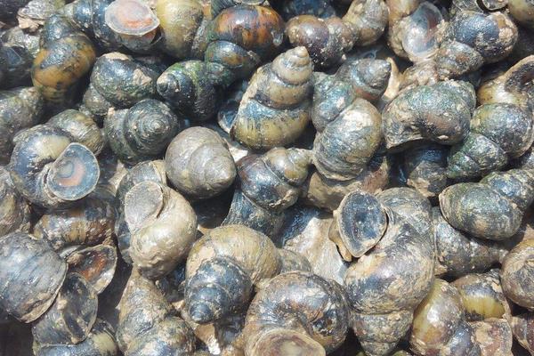 中華圓田螺市場(chǎng)價(jià)格多錢(qián)一斤 中華圓田螺能吃嗎