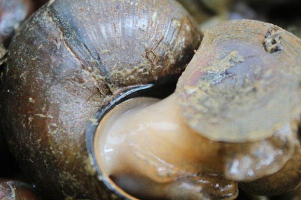 中華圓田螺市場(chǎng)價(jià)格多錢(qián)一斤 中華圓田螺能吃嗎