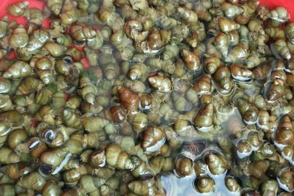 中華圓田螺市場(chǎng)價(jià)格多錢(qián)一斤 中華圓田螺能吃嗎