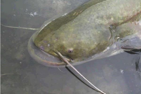 土鯰魚市場價格多少錢一斤 土鯰魚和鯰魚的區別是什么