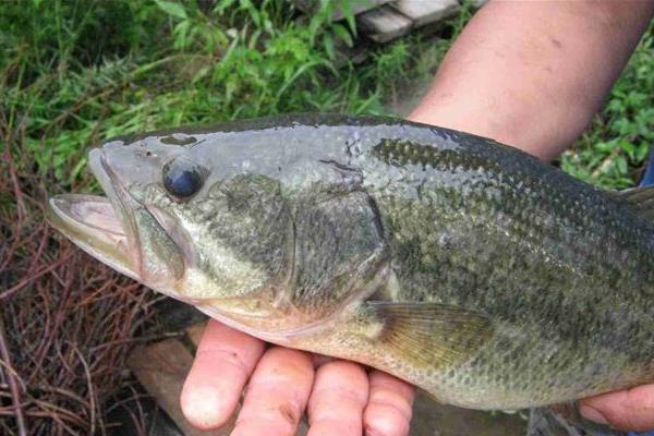 烏青魚(yú)和青魚(yú)的區(qū)別是什么 烏青魚(yú)是不是就是草魚(yú)