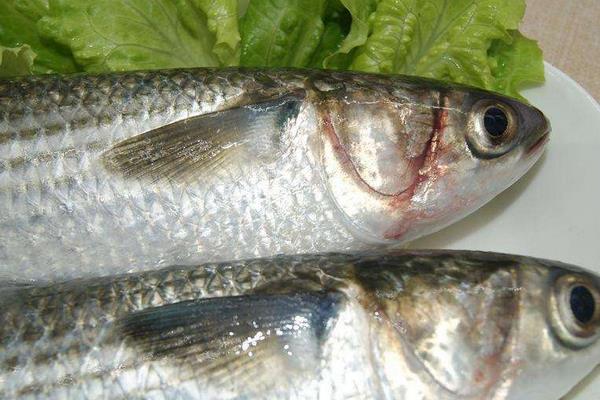 烏青魚(yú)怎么做好吃又簡(jiǎn)單 烏青魚(yú)家常做法大全