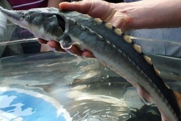 中華鱘是保護動物嗎（幾級） 養殖的中華鱘可以吃嗎