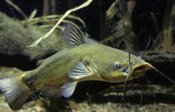 養殖鯰魚喂什么 鯰魚養殖技術