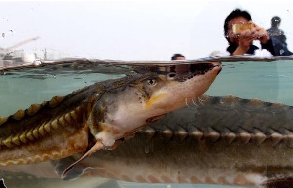  中華鱘市場價格多少錢一斤 鱘魚和中華鱘的區別是什么