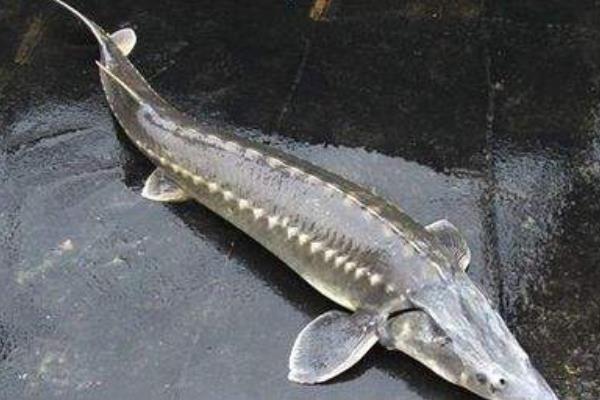  市場價格多少錢一斤 鱘魚和中華鱘的區(qū)別是什么