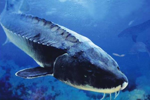  市場價格多少錢一斤 鱘魚和中華鱘的區(qū)別是什么