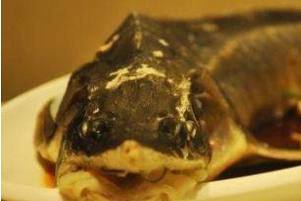  市場價格多少錢一斤 鱘魚和中華鱘的區(qū)別是什么