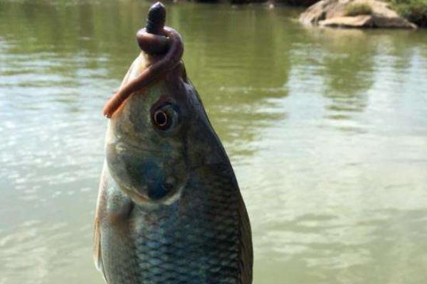 怎樣釣羅非魚 羅非魚釣餌配方 釣羅非魚用什么打窩