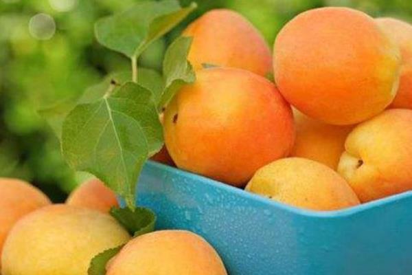 杏子的功效與作用及禁忌 杏子營養(yǎng)價值