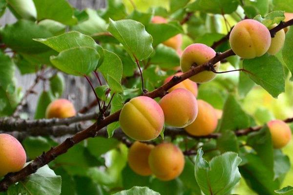 杏子的功效與作用及禁忌 杏子營養(yǎng)價值