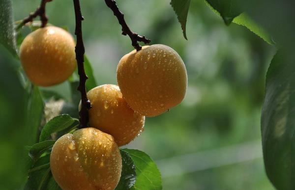 杏子的功效與作用及禁忌 杏子營養(yǎng)價值