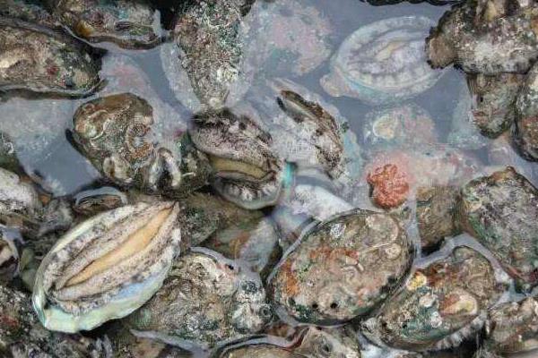 鮑魚如何鑒別真假好壞 鮑魚怎么挑選