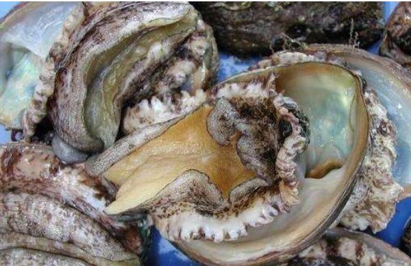 鮑魚如何鑒別真假好壞 鮑魚怎么挑選