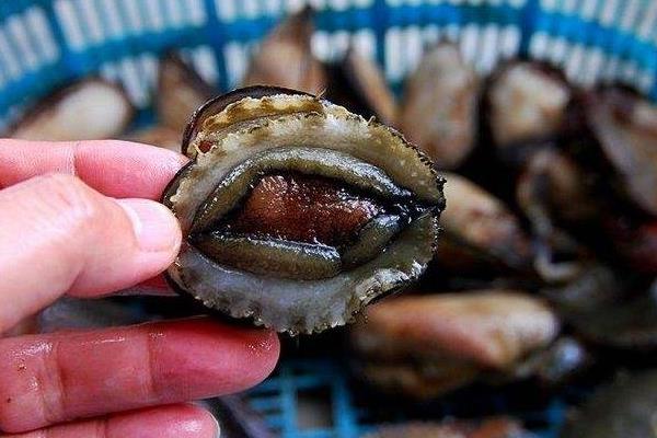 鮑魚如何鑒別真假好壞 鮑魚怎么挑選