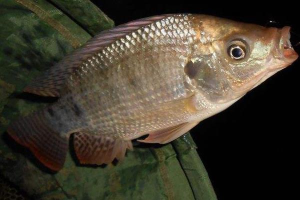 羅非魚怎么養 羅非魚養殖技術