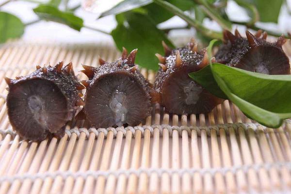 海參是植物還是動物 海參是發物嗎