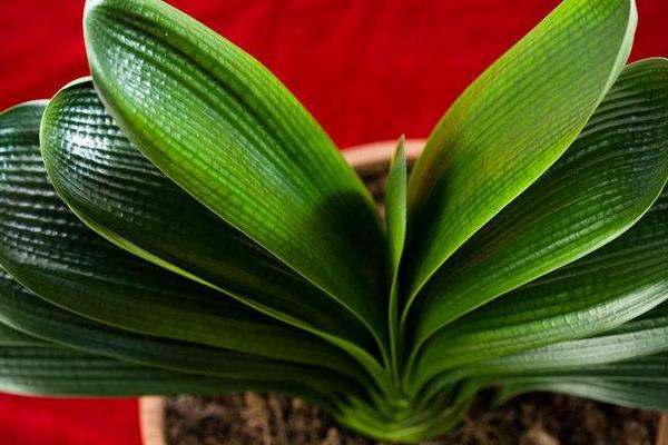 君子蘭葉片長斑怎么辦 君子蘭常見病害防控方法