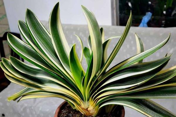 君子蘭能吸甲醛嗎 君子蘭可以凈化空氣嗎