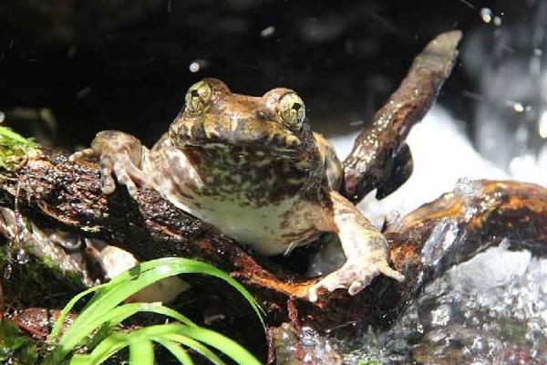 癩蛤蟆、石蛙、青蛙、蟾蜍的區別分別是什么 石蛙的經濟價值及開發前景