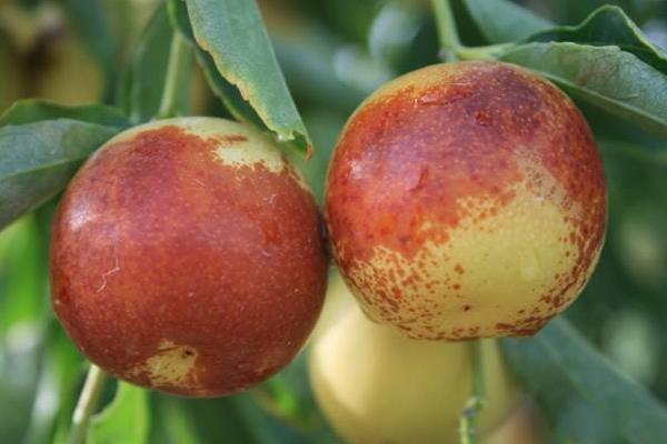 空腹吃冬棗好嗎 孕婦可以吃冬棗嗎