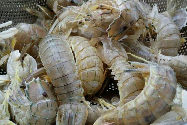 瀨尿蝦怎么吃 瀨尿蝦怎么剝 瀨尿蝦怎么清洗