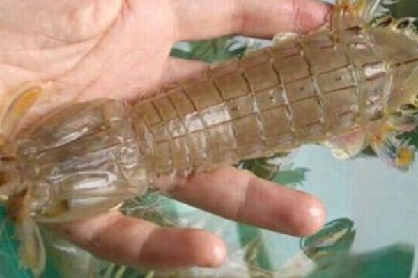 瀨尿蝦怎么吃 瀨尿蝦怎么剝 瀨尿蝦怎么清洗